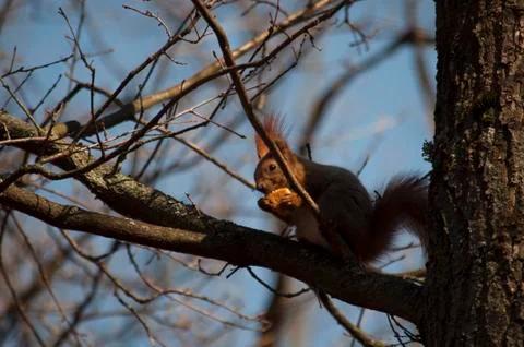 Squirrel sits on a tree and eats bread Stock Photos