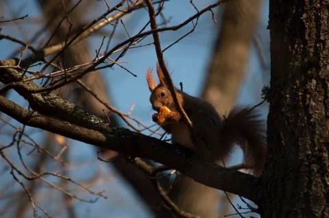 Squirrel sits on a tree and eats bread Stock Photos