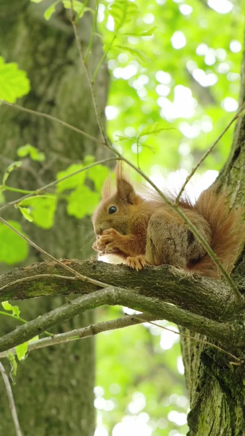 A squirrel sits on a tree and gnaws on a nut Stock Footage 197181590