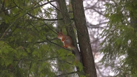 The squirrel sits on a tree and gnaws nuts. Curiosity, trust Stock Footage 237213507