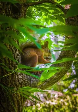 Squirrel sits on a tree and gnaws a nut. Stock Photos
