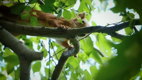 A squirrel sits on a tree and looks at the camera. Slow Motion Close-up. Stock Footage 134632144