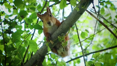 A squirrel sits on a tree and looks at the camera. Slow Motion Close-up. Video stock 134632218