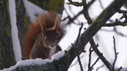 Squirrel sits in the tree and scratches himself Stock Footage 300368585