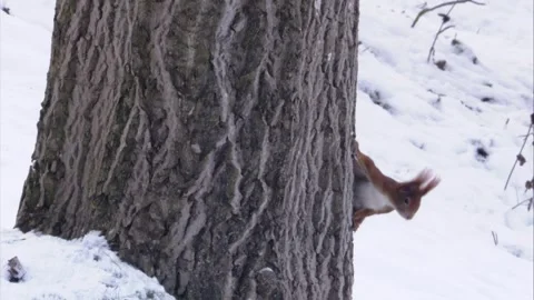 Squirrel sits at a tree and wags his tail Stock Footage 300368574