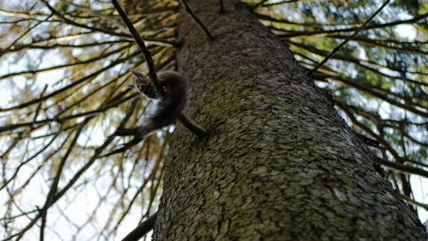 Squirrel sits on a tree in the autumn forest and eats nuts 4K Stock Footage 142737444