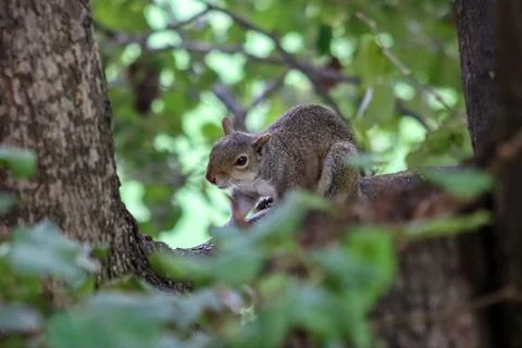 Squirrel sits On The tree With Beautiful Bokeh Background Stock Photos