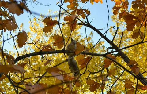 Squirrel sits on a tree branch among autumn foliage Stock-Fotos