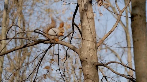 Squirrel sits on a tree branch and chews walnut Stock Footage 82927056