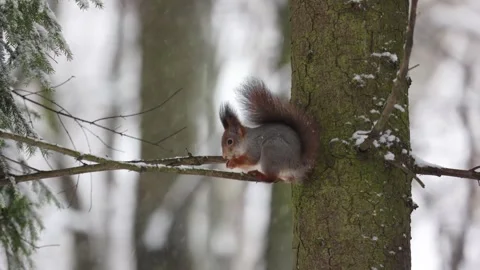 A squirrel sits on a tree branch and gnaws a nut Stock Footage 258856685