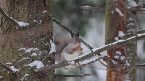 A squirrel sits on a tree branch and gnaws a nut Stock Footage 258856687