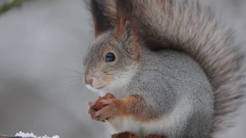 A squirrel sits on a tree branch and gnaws a nut Видео 258856696