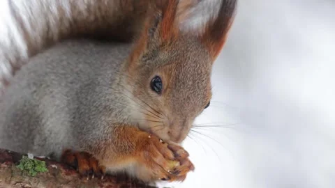 A squirrel sits on a tree branch and gnaws a nut Stock Footage 258856707