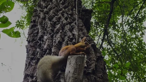 A squirrel sits on a tree branch and gnaws a walnut. Stock-Footage 303359821