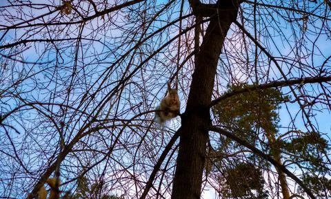 A squirrel sits on a tree branch and gnaws a peanut Stock Photos