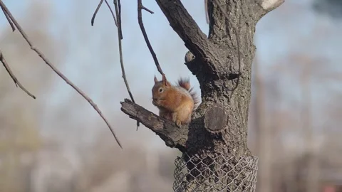 Squirrel sits on tree branch eating nuts Stock Footage 337243853