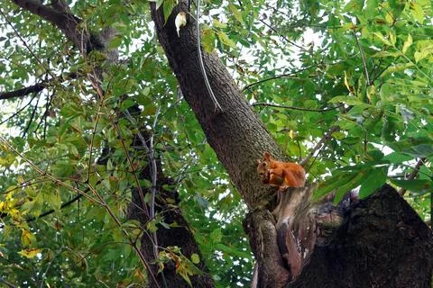 A squirrel sits on a tree branch eating a meal in a lush green forest. Blur.. Stock Photos