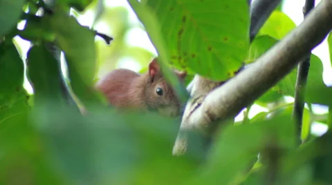 Squirrel Sits On Tree Branch Stock Footage 40963156