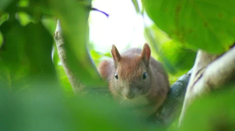 Squirrel Sits On Tree Branch Stock Footage 40963187