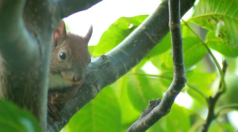 Squirrel Sits On Tree Branch Stock Footage 40963189