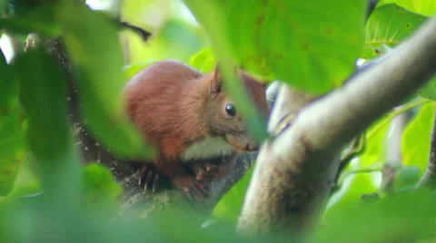 Squirrel Sits On Tree Branch Stock Footage 40963200
