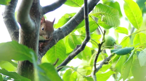 Squirrel Sits On Tree Branch Stock Footage 40963238