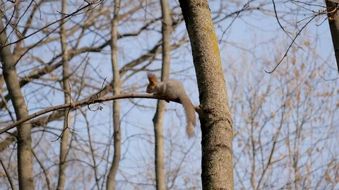 Squirrel sits on a tree branch Stock Footage 82927223