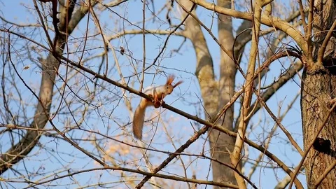 Squirrel sits on a tree branch Stock Footage 82927840