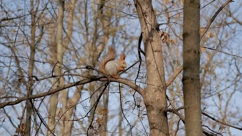 Squirrel sits on a tree branch protein gnaws nuts Stock Footage 82927900
