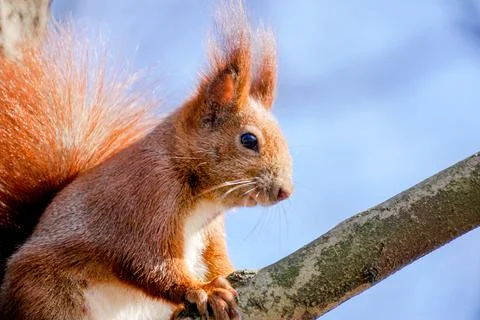 Squirrel sits on tree branch, sky in background Stock-Fotos