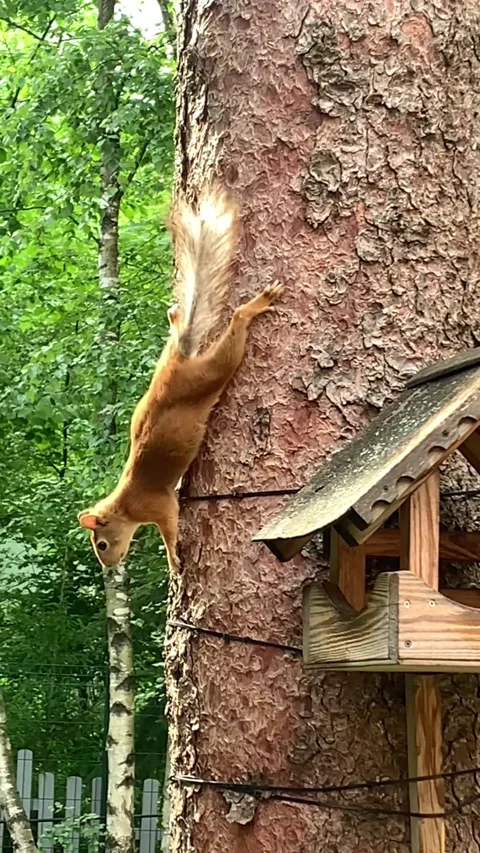 A squirrel sits in a tree by the feeder Video stock 273741106