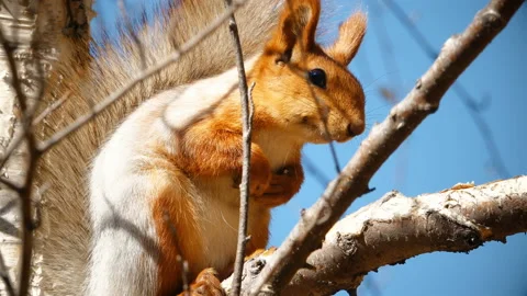 Squirrel Sits on a Tree Video stock 103809284
