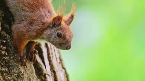 A squirrel sits on a tree in the forest, 4k video Stock Footage 285542571