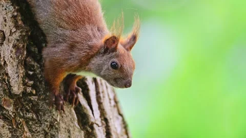 A squirrel sits on a tree in the forest, 4k video Stock Footage 287956062