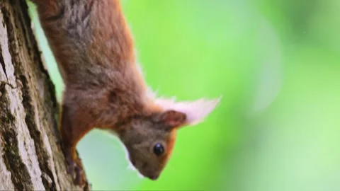 A squirrel sits on a tree in the forest, 4k video Stock Footage 287957355
