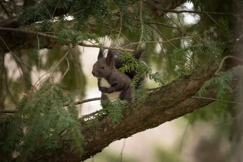 A squirrel sits in a tree looking around in jena Stock Photos