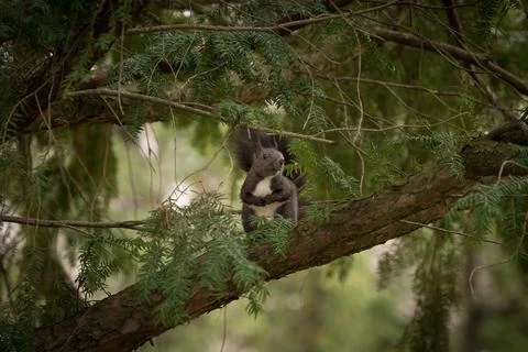 A squirrel sits in a tree looking around in jena Foto stock