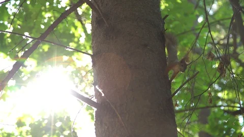 Squirrel sits on a tree in a park. Stock-Footage 118617766
