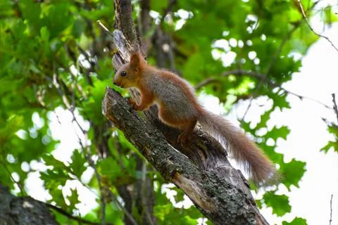 	The squirrel sits on a tree  Stock Photos