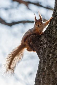 Squirrel sits on a tree Stock Photos