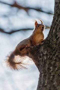 Squirrel sits on a tree Stock Photos
