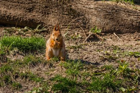 Squirrel sits on a tree Stock Photos