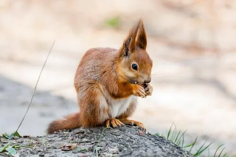 Squirrel sits on a tree Stock Photos