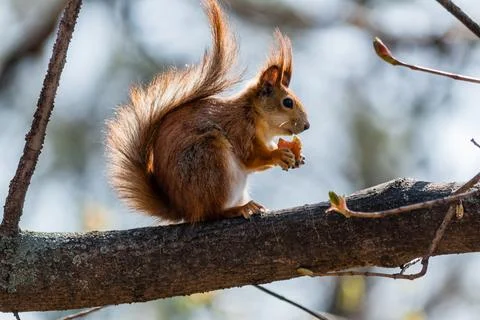 Squirrel sits on a tree Stock Photos