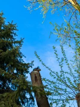 Squirrel sits on tree stump in a sunny park surrounded by green leaves and .. Stock Photos