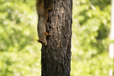 A squirrel sits on a tree in summer Stock Photos