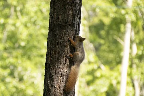 A squirrel sits on a tree in summer Stock Photos