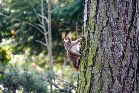 A squirrel sits on a tree trunk and looks out, fur is partially illuminated b Stock Photos