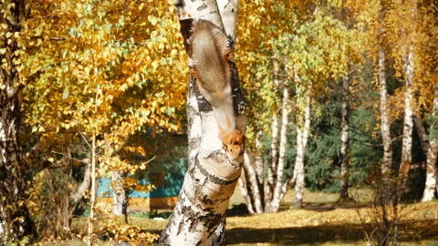 Squirrel Sits on Tree Trunk Stock-Footage 103811024