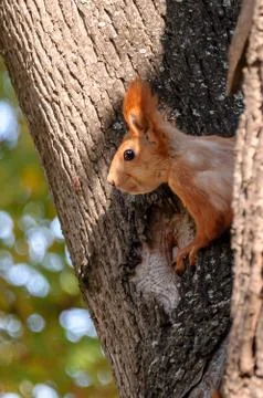 A squirrel sits on a tree trunk. Stock Photos